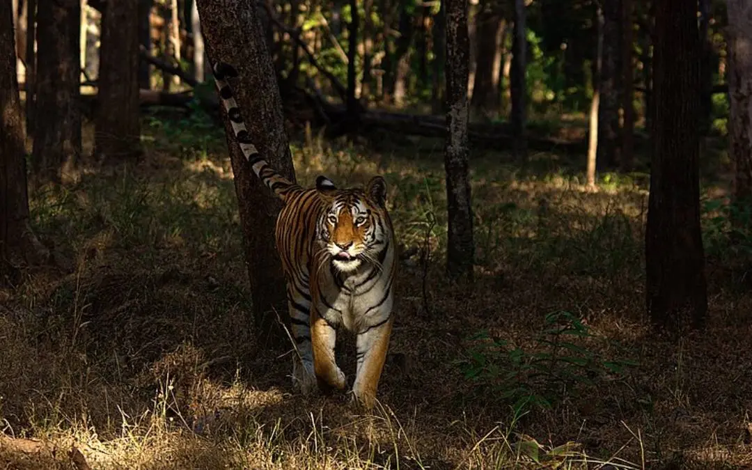 Collarwali tigress