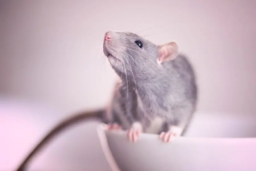 Kozhikode woman, bitten by rat on train, to receive Rs 20,000 as compensation