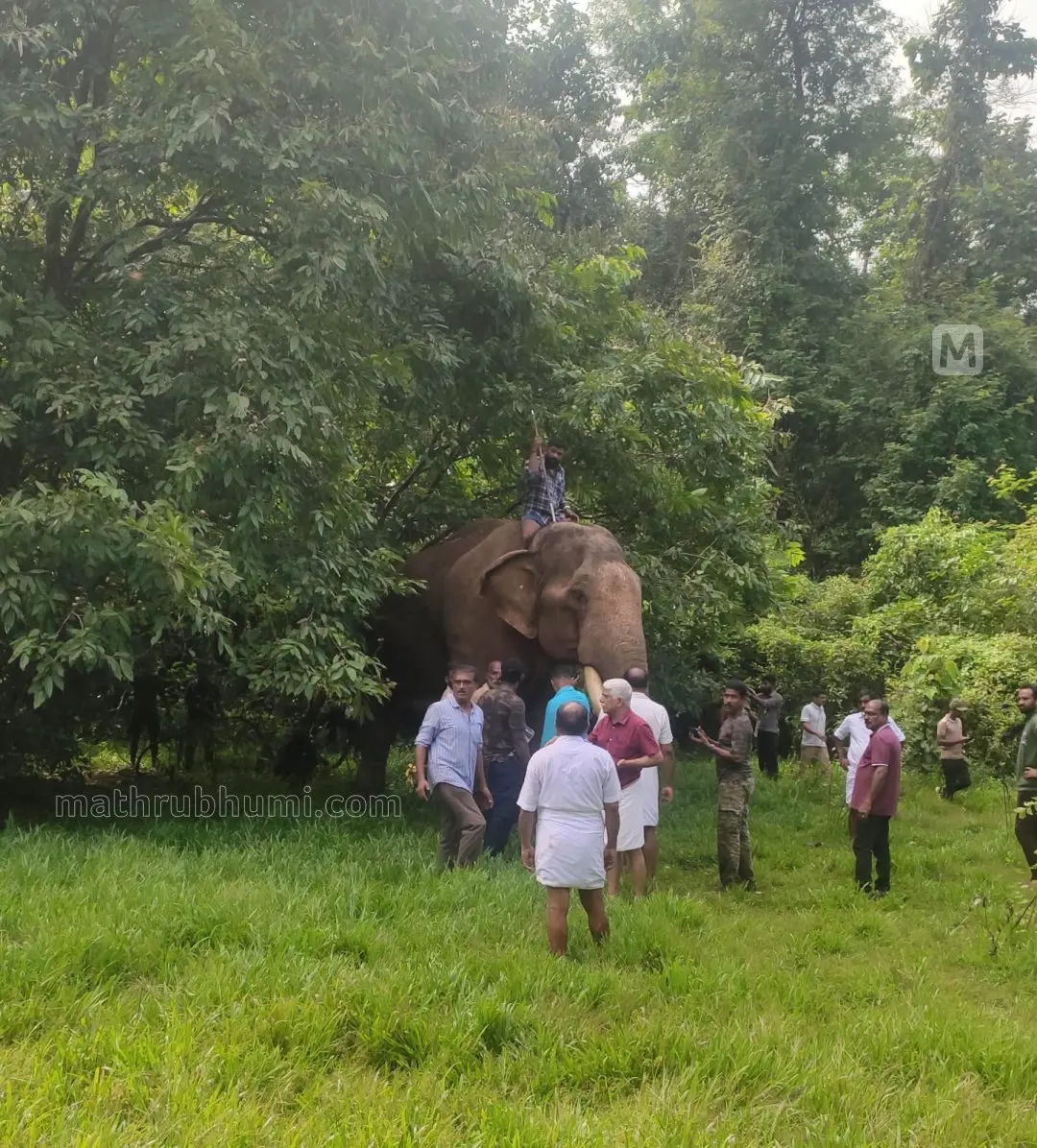 The elephant which escaped into the forest after a clash on a shooting site being brought out by its mahout | Mathrubhumi
