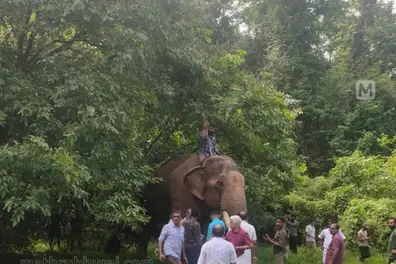 Lost and Found: Elephant located after escape during film shoot in Kothamangalam