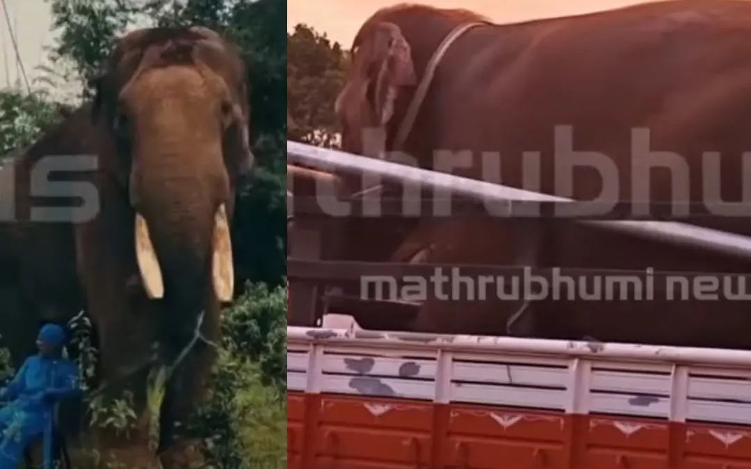 Screengrab of Sadhu; The jumbo being brought for the film shooting | Mathrubhumi News