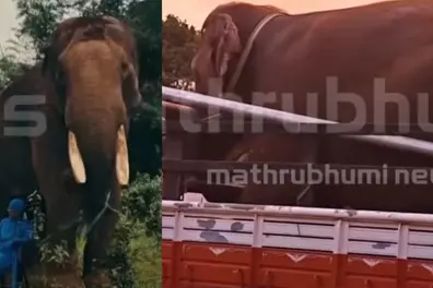 Elephants clash at film shoot in Kothamangalam; injured jumbo disappears into forest; search on