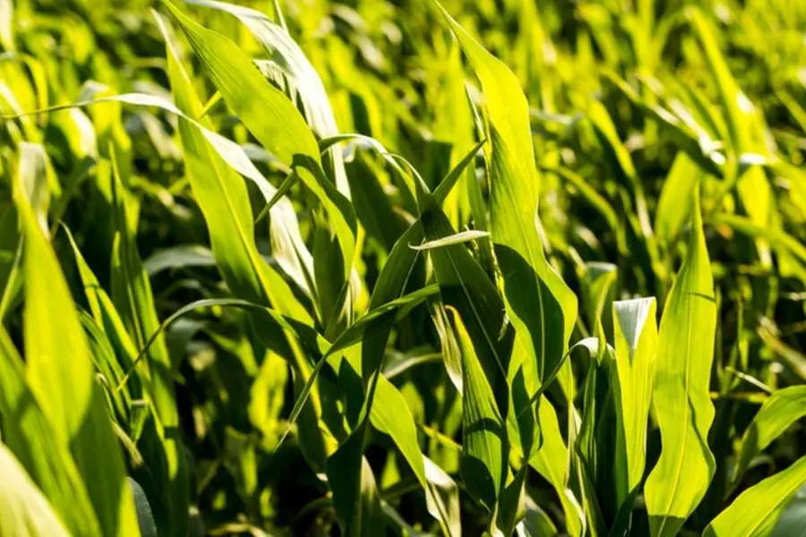 'Even beggars refuse to take Re 1': Maharashtra minister remarks about crop insurance scheme