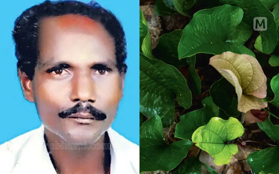 Eechan Kani; Arogyapacha plant