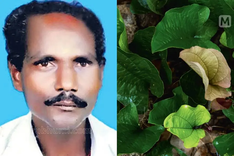 Eechan Kani, Kerala tribal man who introduced ‘Arogyapacha’ to the world, found dead in forest