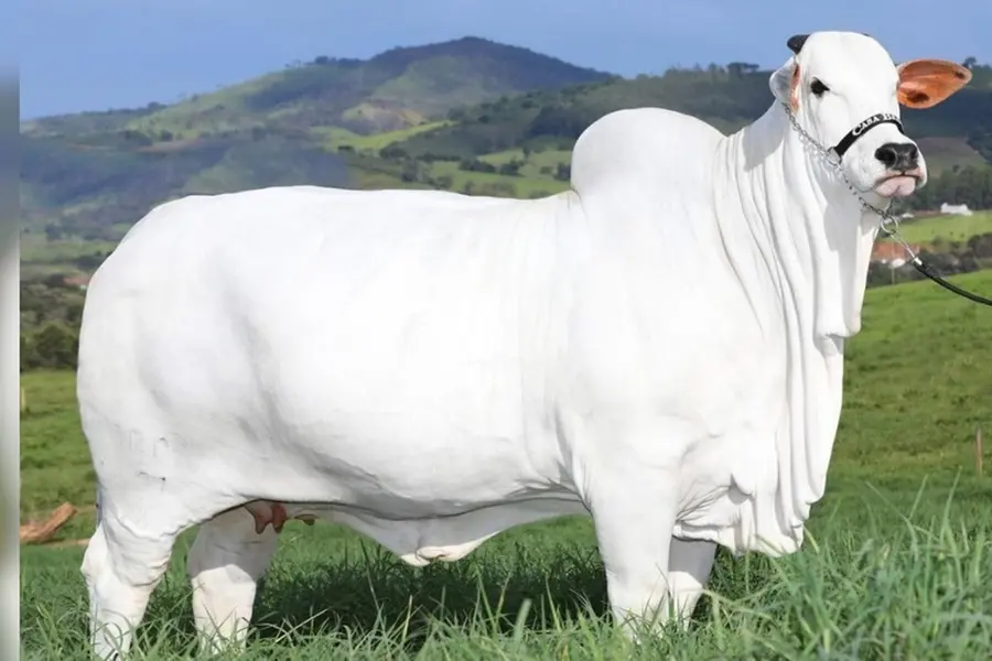 Meet the world's most expensive cow: Indian-origin Nelore sets ₹40 crore record