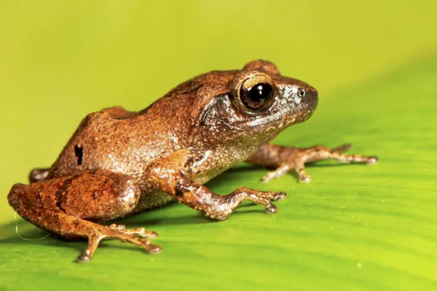 Kerala's notorious affair with frog legs: A fond memory that once earned Rs 11 crore annually