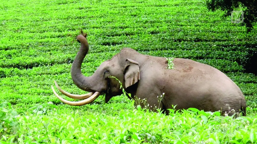 Representational image | Photo: Mathrubhumi library