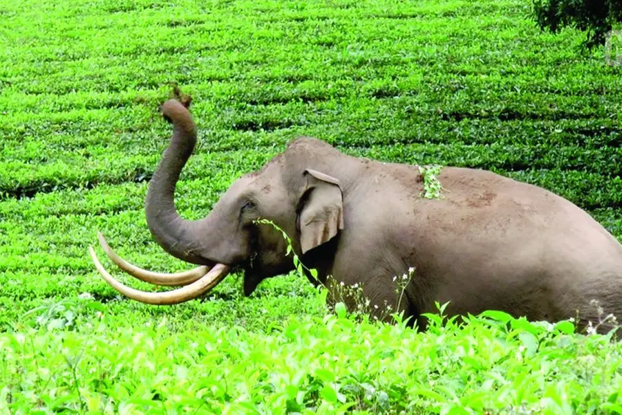 Human-wildlife conflict causing loss of lives; six persons killed in wild elephant attack in 2025