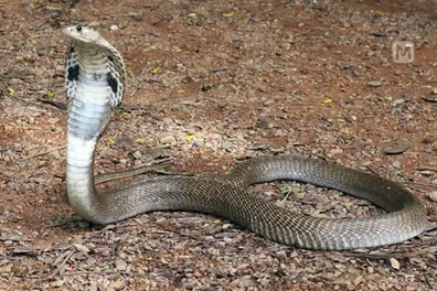 Snake bites cop while nabbing chain snatcher