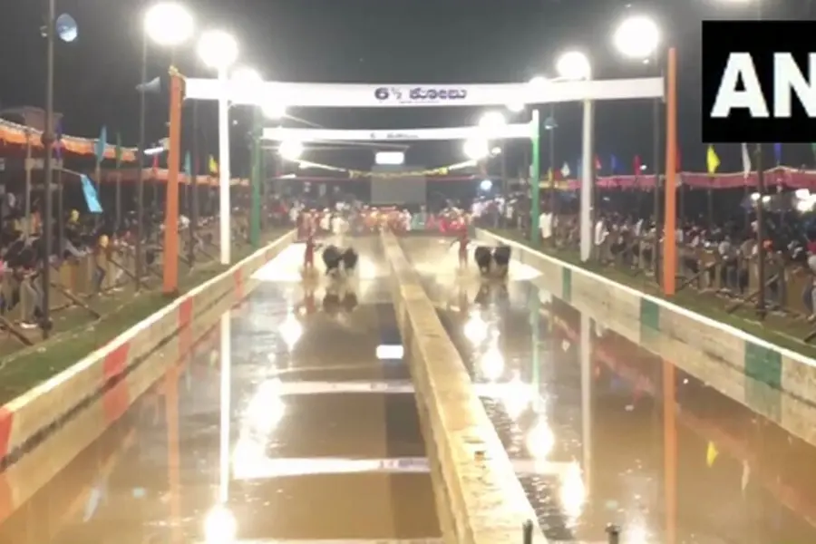 Watch thrilling Kambala buffalo race: Know why it's a major event in coastal Karnataka and Kerala