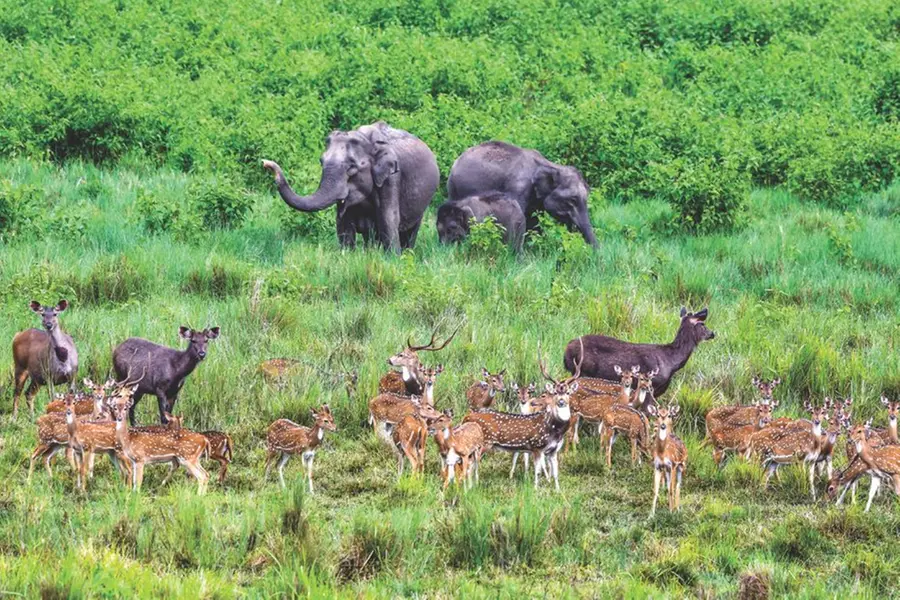 Additional Rs 50 crore for forest, wildlife protection in Kerala Budget 2025
