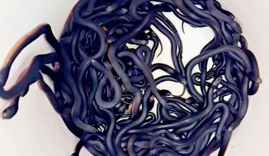 Dozens of deadly red-bellied black snakes uncovered in the backyard of a home in the Sydney's west | Photo: AFP