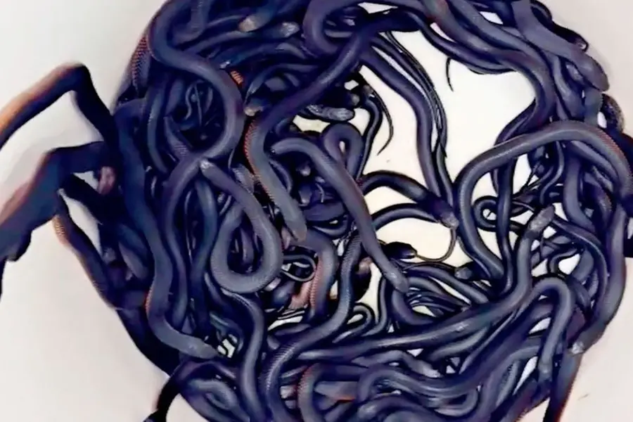 '101 Dalmatians? How about 102 redbellies!,' Australian team finds venomous snakes in backyard