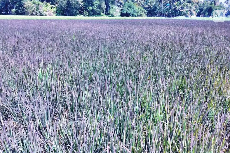 In a first, Kerala’s Kuttanad introduces Japan Violet rice: What makes ...
