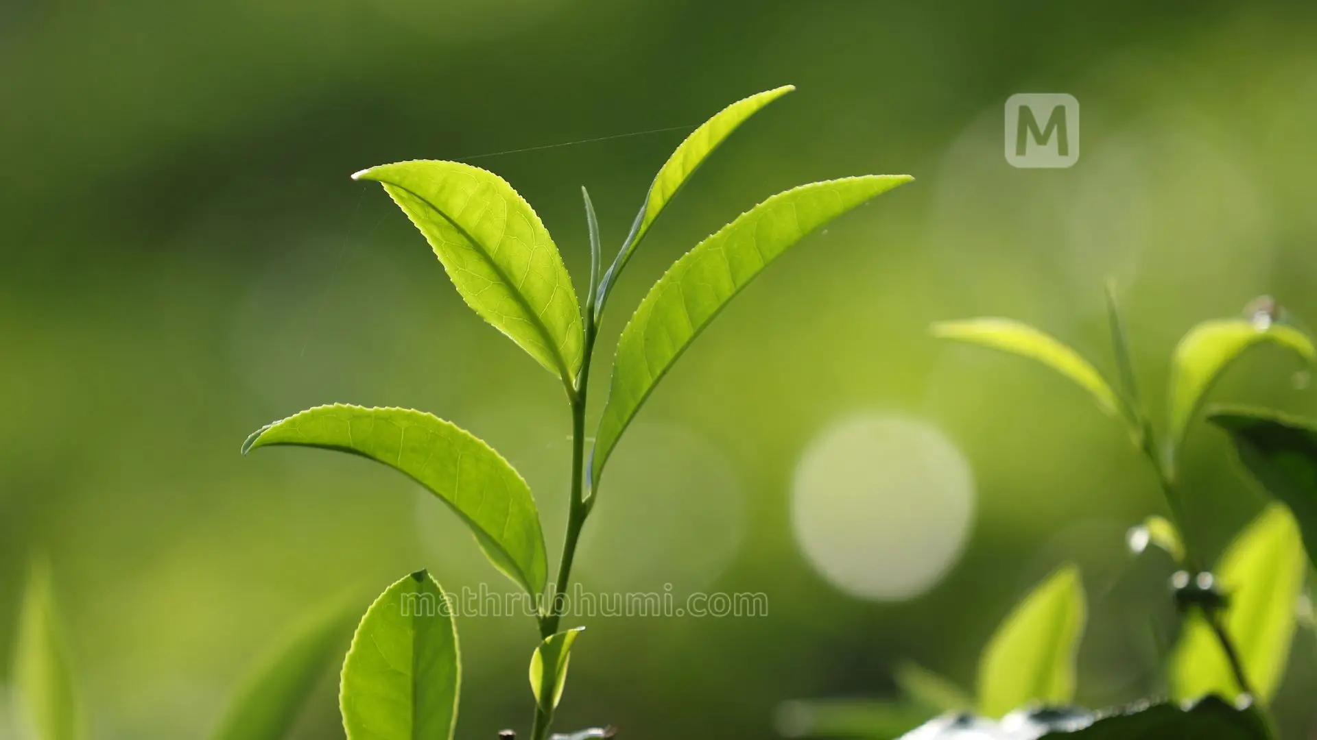 Representational Image | Photo: Jayesh P