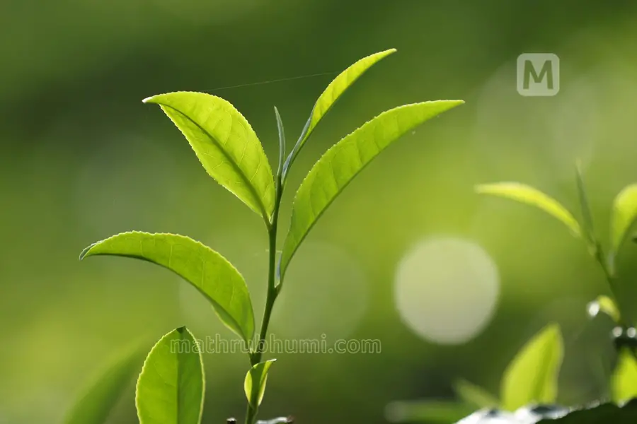 India's tea exports rise to 2.6 lakh tonnes; still future growth uncertain