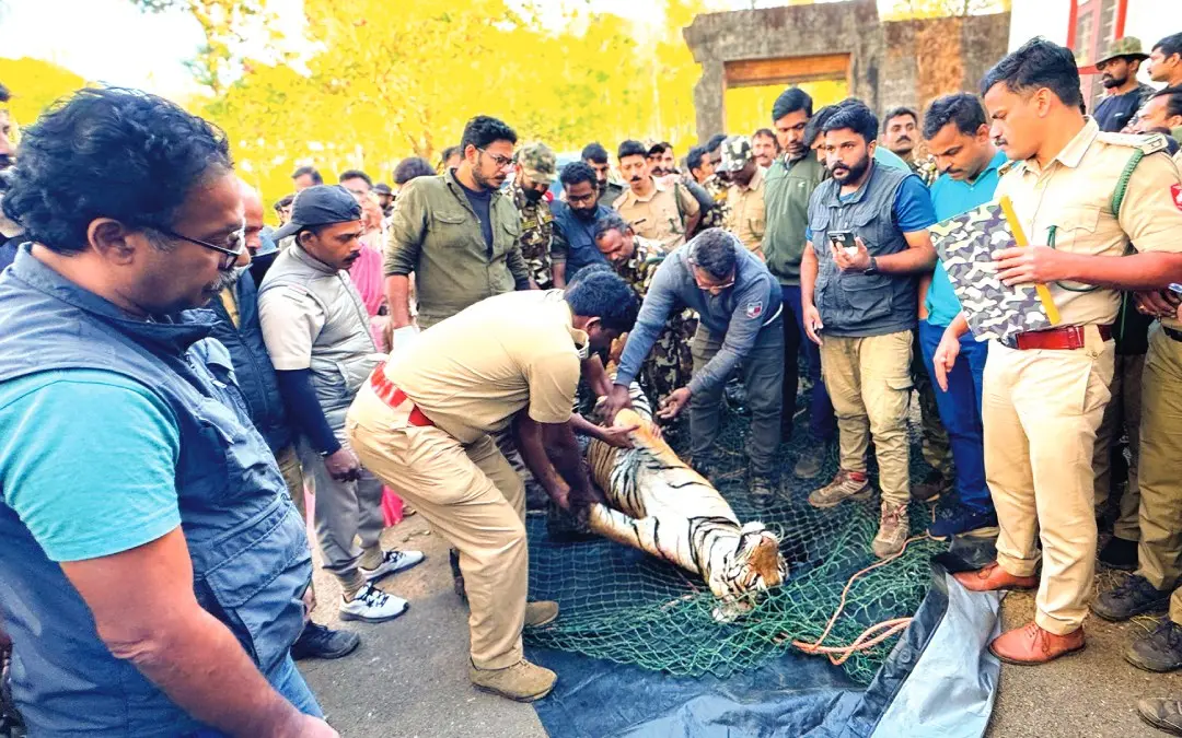 The tiger found dead | Photo: Mathrubhumi