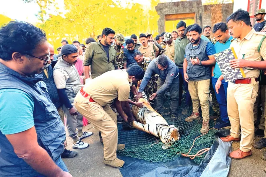Search for tigers in Wayanad to continue until Thursday: Minister Saseendran