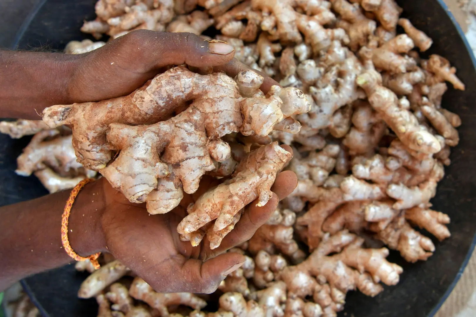 Ginger | Photo: AFP