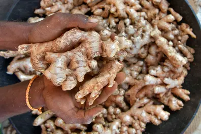 Ginger prices crash in Kerala at Rs 80/kilo, dry ginger too