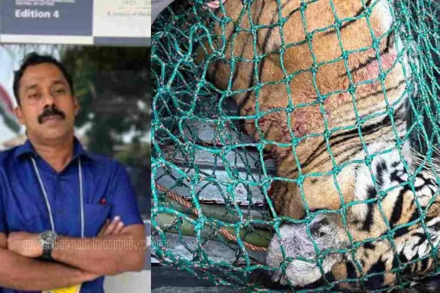 Man-eater tiger not shot, body shows old wounds, says Kerala Forest Dept Chief Vet