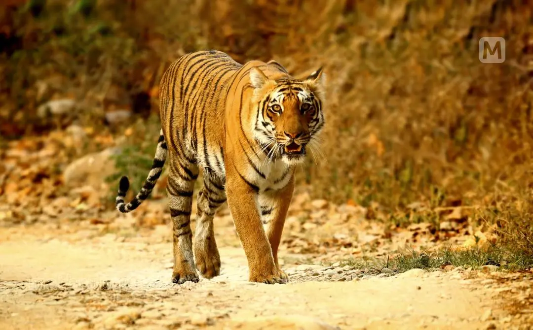 Representational Image | Photo: Mathrubhumi