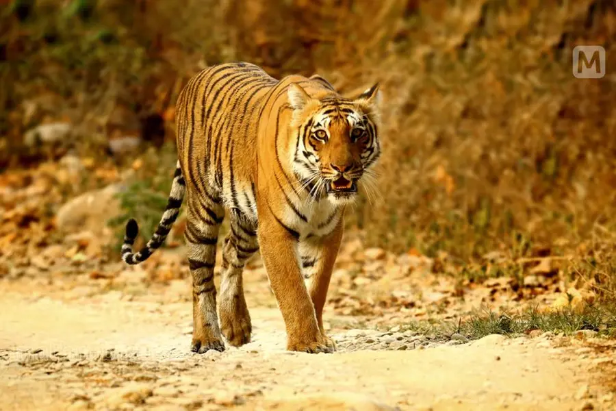 Wayanad tiger responsible for woman’s death will be declared a man-eater and killed: Saseendran