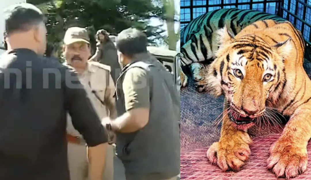 Tiger attack in Mananthavady (Photo: Screengrab)