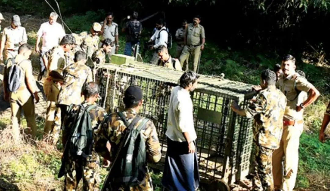 Special Task Force installing a cage at Pancharakolly in Mananthavady to capture the man-eating tiger.