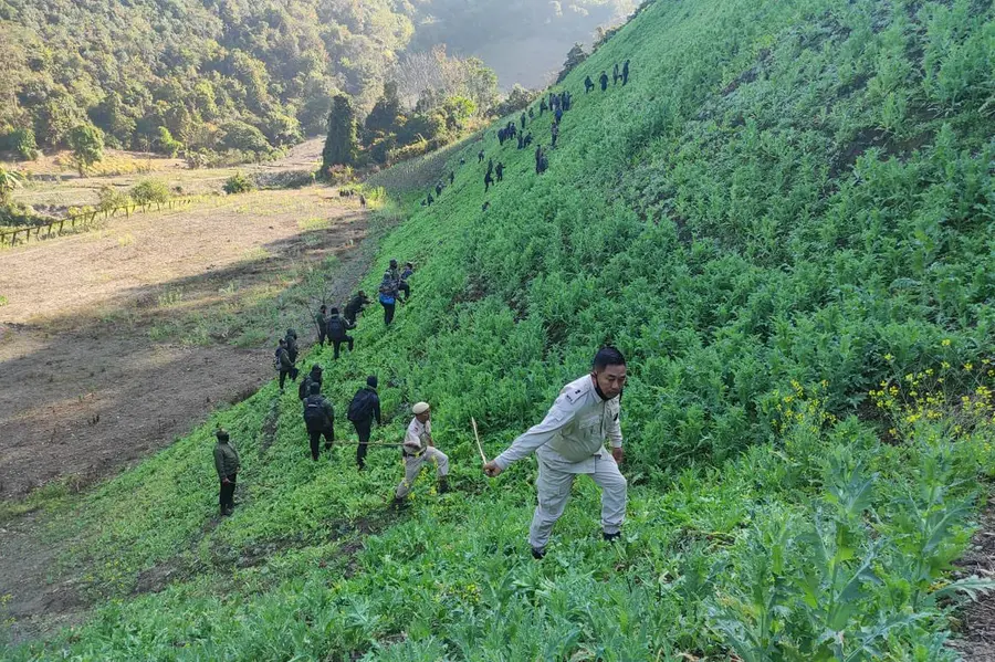 Manipur security forces destroy 35 acres of poppy cultivation in Kangpokpi district