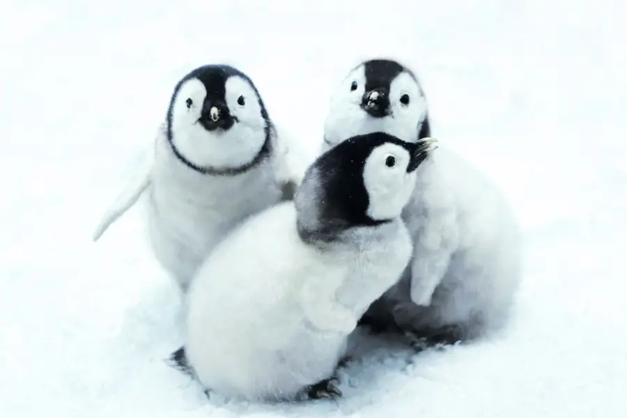 World’s largest iceberg nears South Georgia, threatening baby penguins
