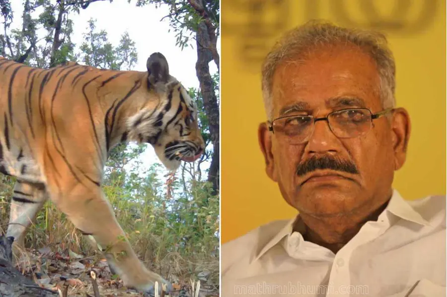 Tiger census soon, says minister; opposition alleges govt inaction to curb wildlife attacks