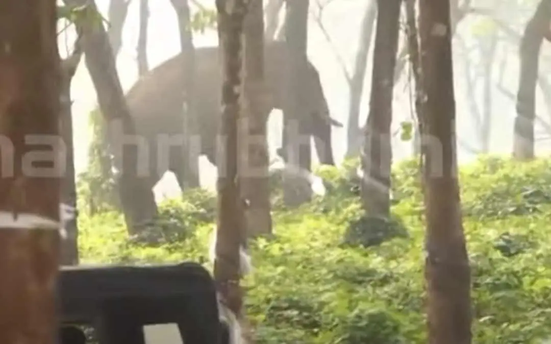 മസ്തകത്തില്‍ മുറിവേറ്റ നിലയില്‍ അതിരപ്പിള്ളിയില്‍ കണ്ടെത്തിയ കാട്ടാന
