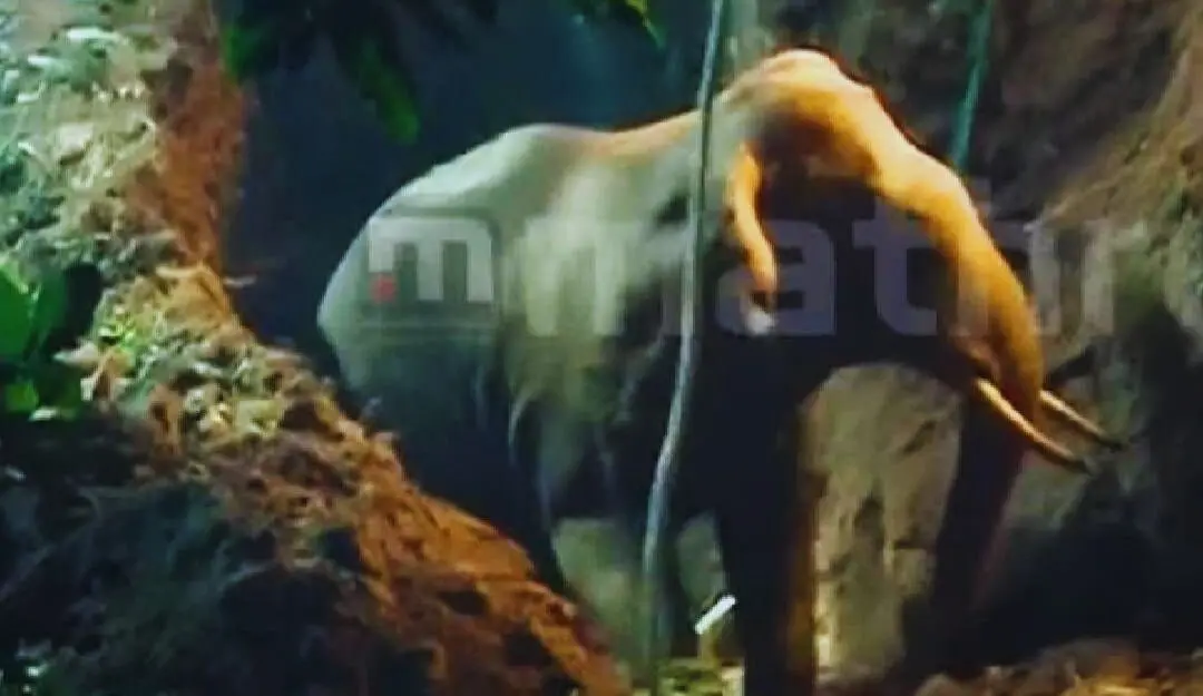 The elephant being rescued