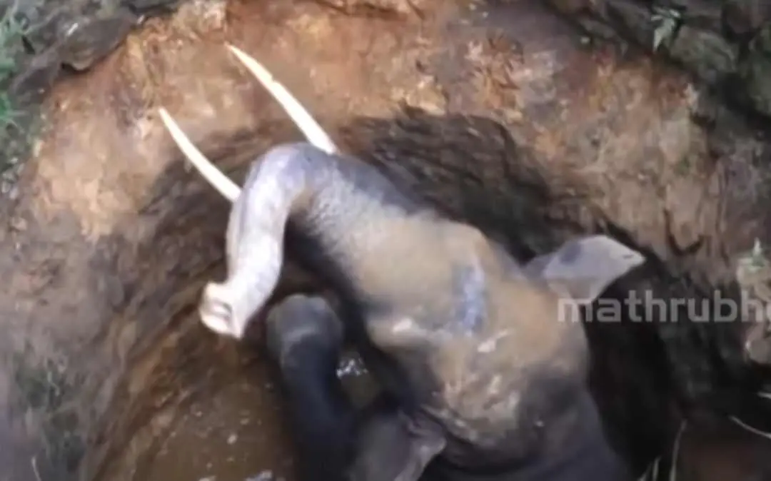 Elephant that fell into a well in Malappuram