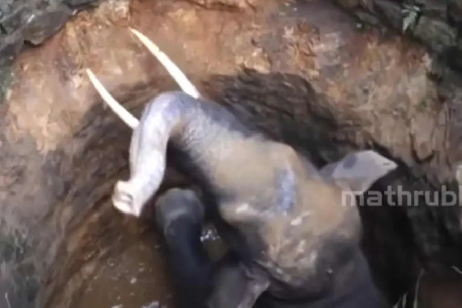 Elephant falls in well in Malappuram; locals oppose its release in same area