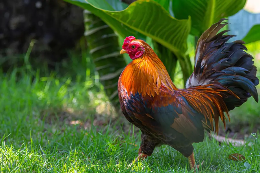 Kerala police, PETA stop rooster sacrifice at Kozhikode temple