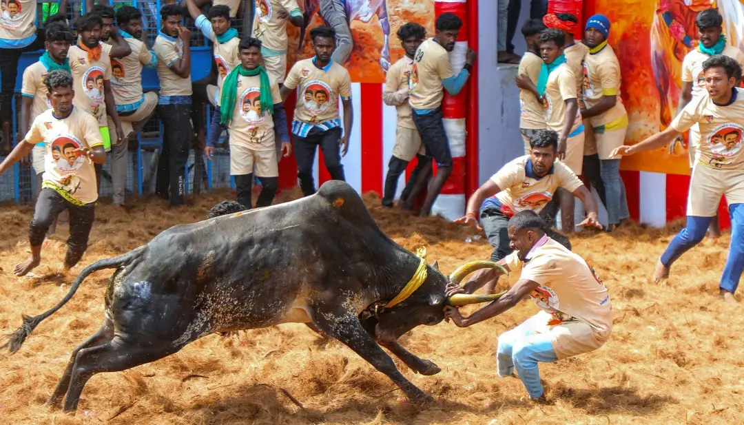 Jallikattu