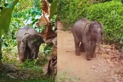 Rejected by herd, injured baby elephant rescued and given shelter at Muthanga camp