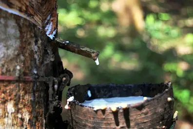 Surge in block rubber imports puts pressure on small-scale farmers in Kerala