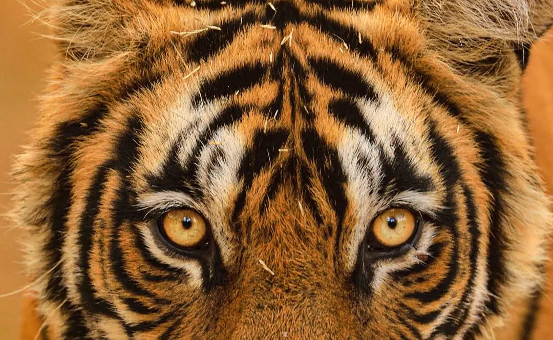 Representational Image | PTI