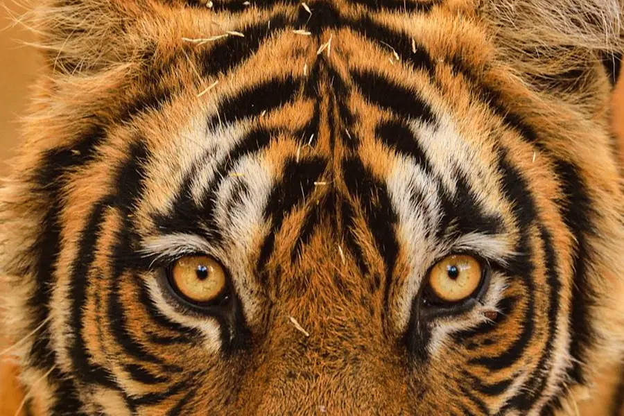Nagpur zoo stops serving chicken meals to wild animals; here's why