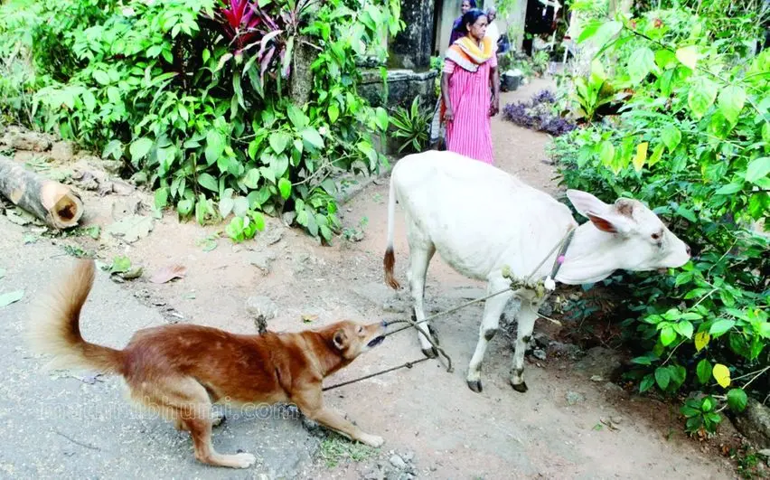 Michael takes Rani to the field nearby for feeding. | Photo: K Aboobacker, Mathrubhumi