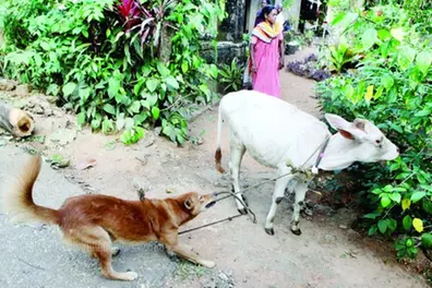 Meet Michael, the 1-year-old Kerala dog who is a pro at herding cows