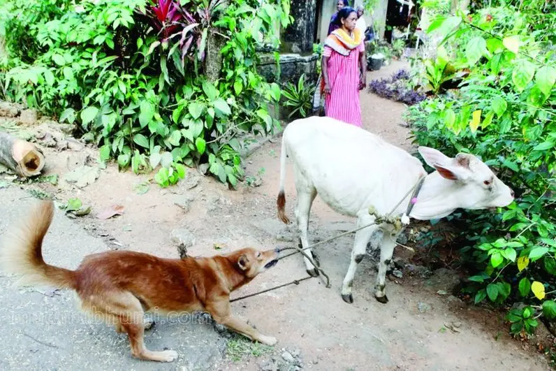 Meet Michael, the 1-year-old Kerala dog who is a pro at herding cows