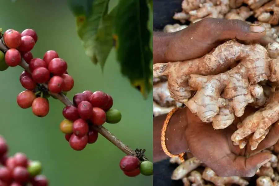 Coffee prices surge, but no relief for ginger farmers in Wayanad