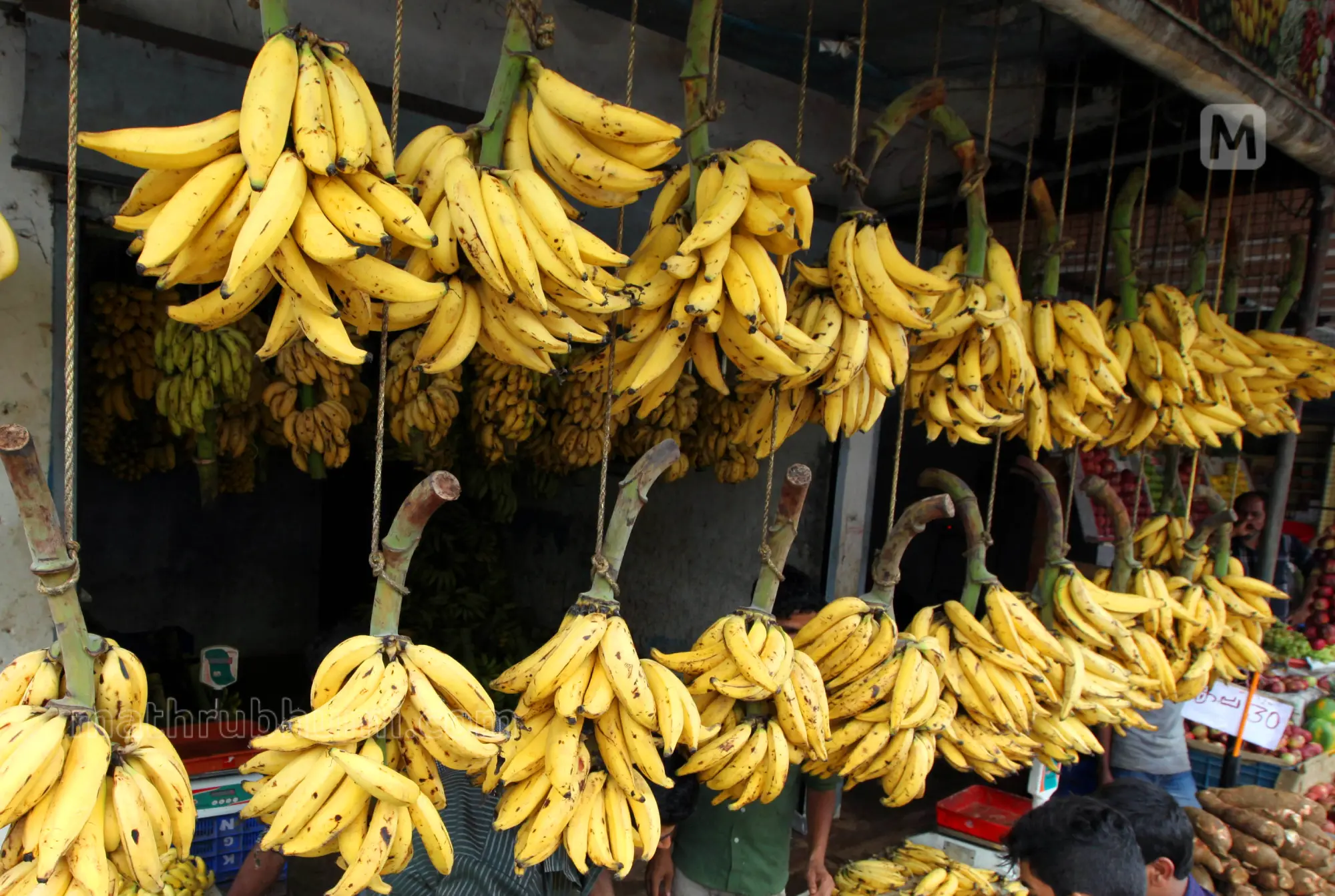 Soaring Nendran banana prices leave chips industry in a crunch