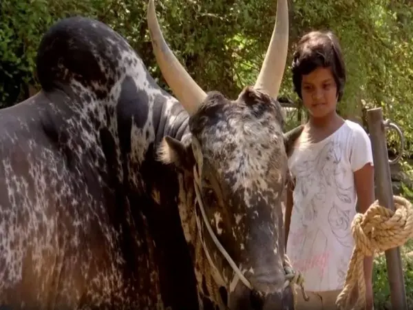 Yazhini with a bull | ANI