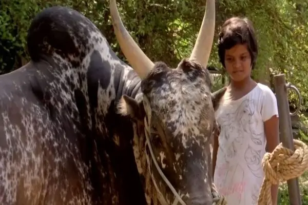 Meet Yazhini: The 10-year-old girl training bulls for Jallikattu in TN
